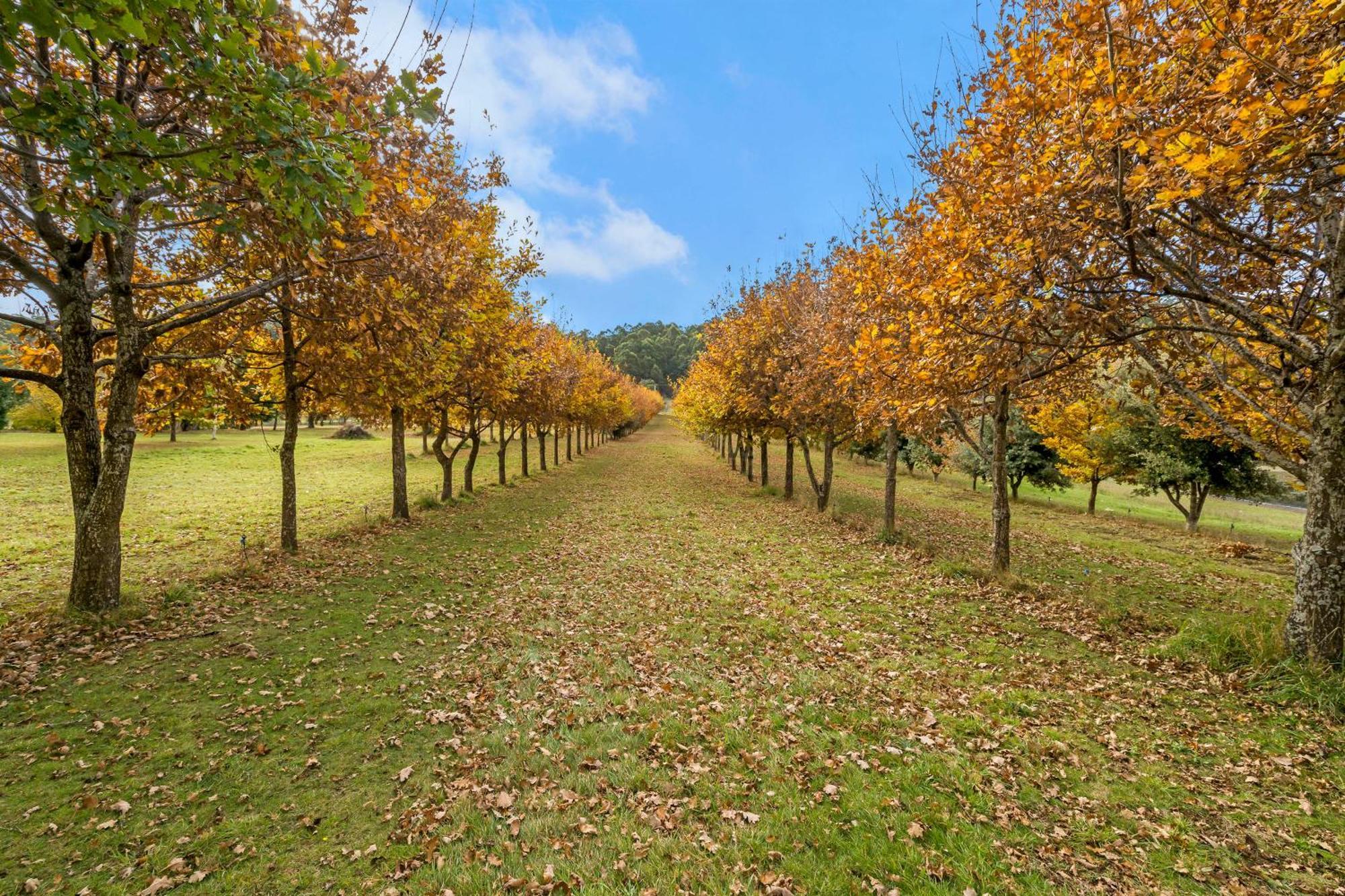 Blackwood Park Cottages Mole Creek Екстер'єр фото